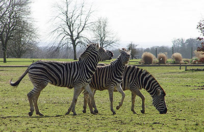 Amsterdam Zoo Family Fun Mini cruise Zebra at the zoo