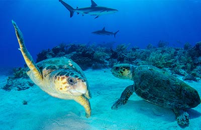 Scopri la ricca fauna marina delle Bahamas Scopri la ricca fauna marina delle Bahamas