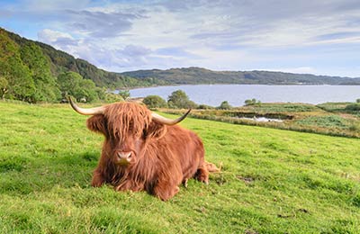 Aberdeen Angus Cow Aberdeen Angus Cow