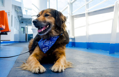 can dogs travel on p o ferries